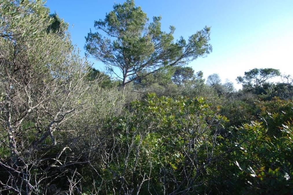 - Urbanes Grundstück mit vielen Möglichkeiten oberhalb des Yachthafens des Hafens von Cala D`or