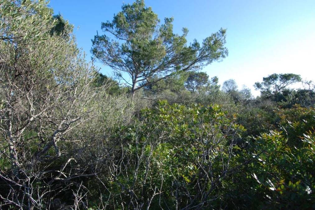  - Urbanes Grundstück mit vielen Möglichkeiten oberhalb des Yachthafens des Hafens von Cala D`or