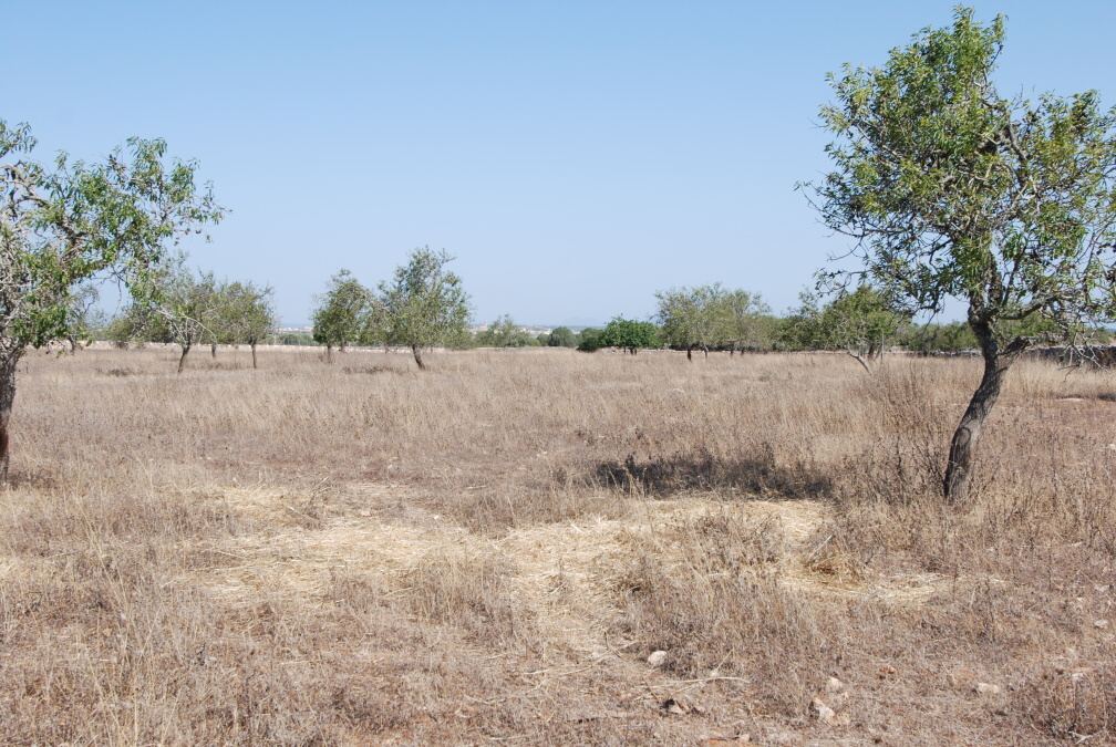  - Terreno rustico con licencia para construir unos 435m2 entre Es Llombards y Santanyí