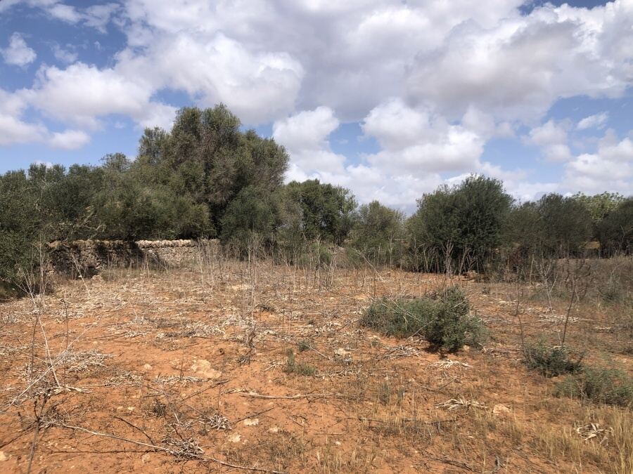  - Terreno rustico entre Santanyí y Es LLombards