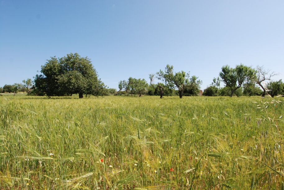  - Sunny rustic plot in elevated position next to S`Alqueria Blanca