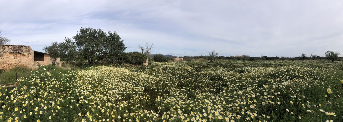  - Terreno rustico con proyecto básico de unos 443m2 situado a tan solo 500mts de Santanyí